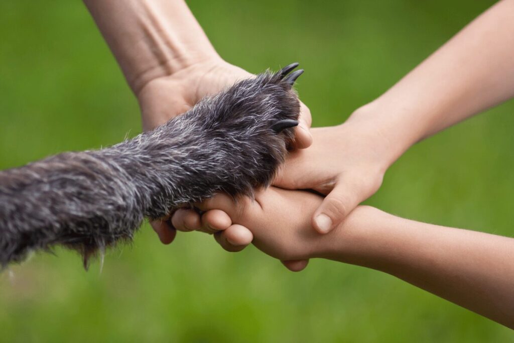 Patte de chien et main d'humain